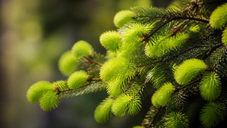Aromatische Fichtenspitzen: Salz, Zucker und Hustensaft machen
