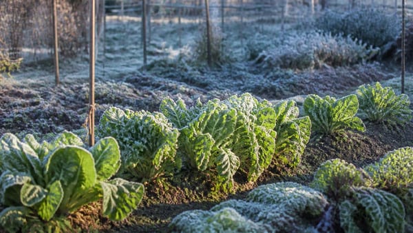Eisheilige 2026: Kommt der Frost noch einmal zurück?