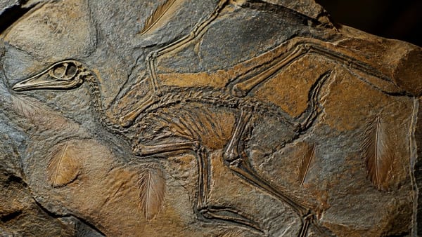 Paläontologie: Der Dino, der die Vögel fraß