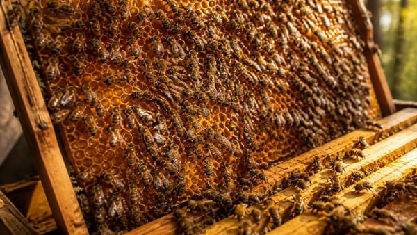Schwarzwälder Imker erklärt das Leben im Bienenstock