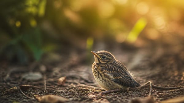 Das ist der Unterschied zwischen Nestling und Ästling