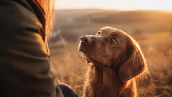 Wenn dein Hund dich wirklich liebt – 7 Gesten, die es beweisen