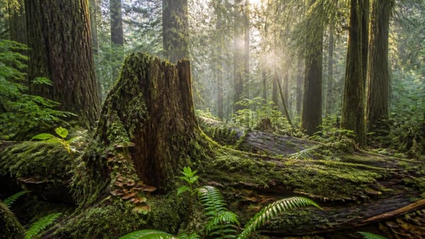 Wo der Urwald von morgen entsteht
