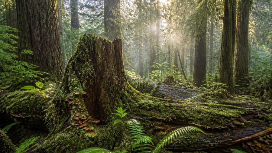 Wo der Urwald von morgen entsteht